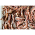 Frozen Sea Shrimp Whiskered Velvet Frozen Whiskered Velvet Sea Shrimp Factory